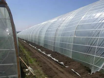 خرید نایلون گلخانه عرض 10 در شیراز به قیمت کارخانه